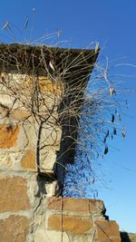 View of tree against blue sky