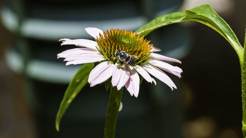 Close-up of insect on flower