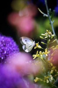 Close-up of butterfly pollinating on purple flower