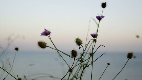 Close-up of purple flowering plants against sky