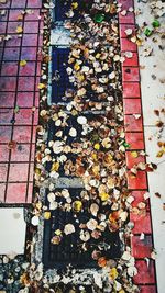 High angle view of autumn leaves on sidewalk