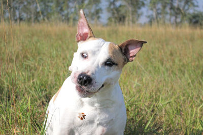 Close-up of dog sitting on field