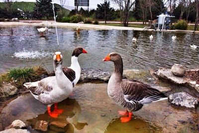 Ducks in the lake