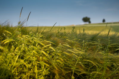 Crops growing on field against sky