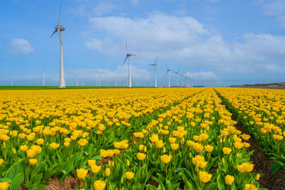 Scenic view of oilseed rape field against sky