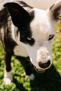 Close-up portrait of dog