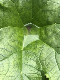 Full frame shot of leaves