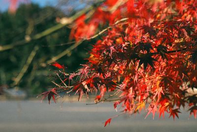 Close-up of red maple leaves on tree