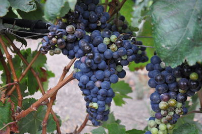 Close-up of grapes in vineyard