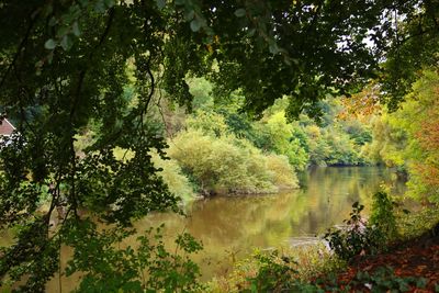 Scenic view of lake in forest