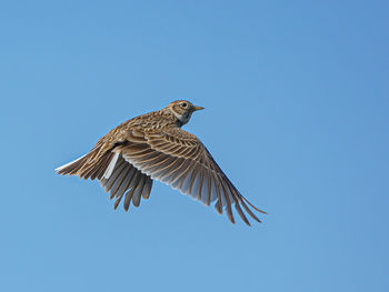 Low angle view of eagle flying against clear blue sky