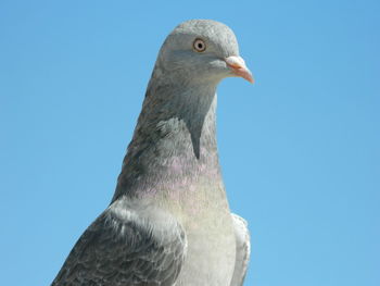 Pigeon perching on retaining wall against clear blue sky