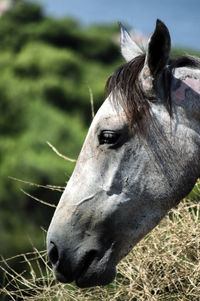 Horse in a field