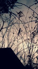 Low angle view of bare trees against sky at sunset