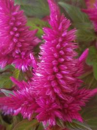 Close-up of pink flowers