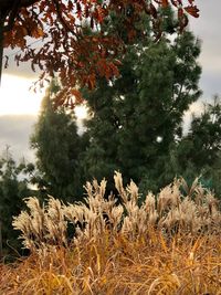 Close-up of trees growing on field against sky