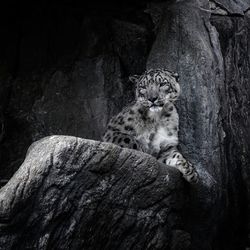 Cat sitting on rock