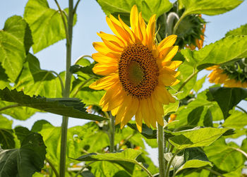 Close-up of sunflower blooming on field