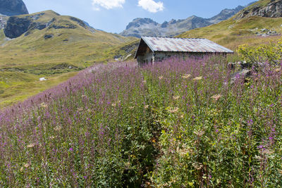 landscape
