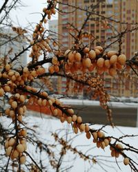 Berries on tree in city during winter