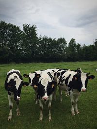View of cows on field against sky