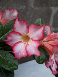 High angle view of pink roses