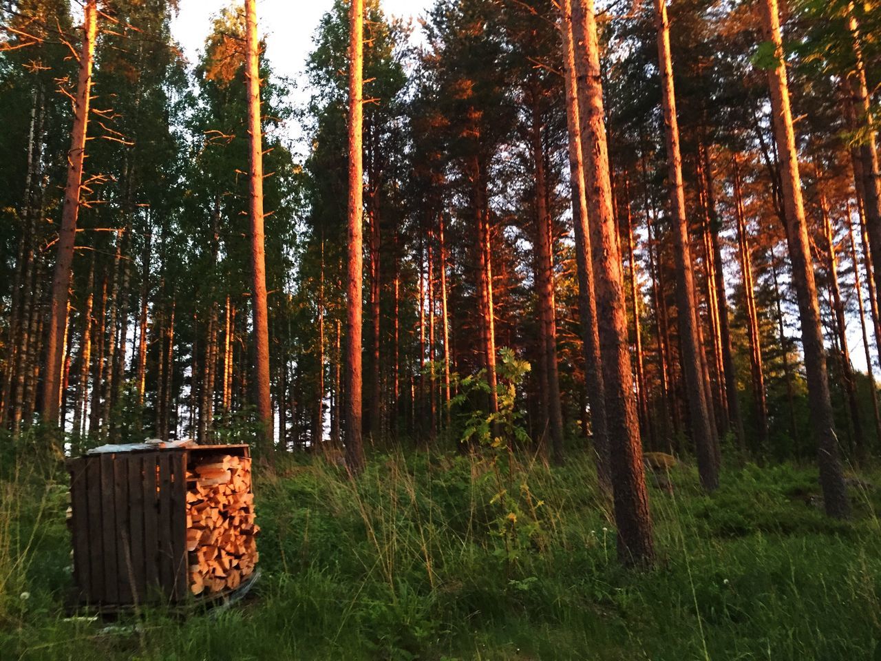 tree, forest, tree trunk, nature, growth, outdoors, no people, day, grass, beauty in nature