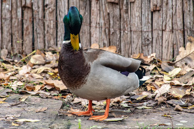 View of mallard duck