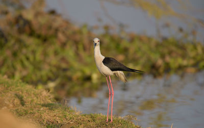 Bird parching on land