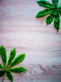 Close-up of plant on table