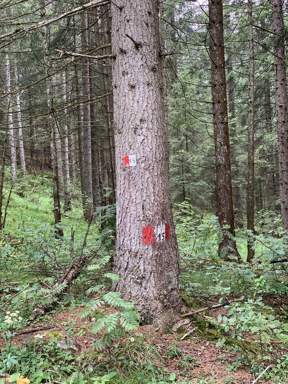 TREES GROWING IN FOREST