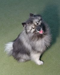 High angle portrait of dog sitting on grass