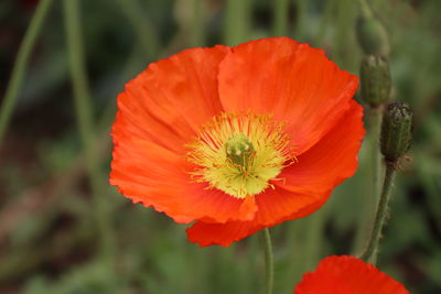 Close-up of orange poppy