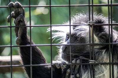 Close-up of a caged monkey