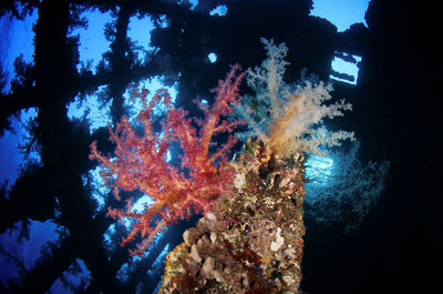 View of coral swimming in sea
