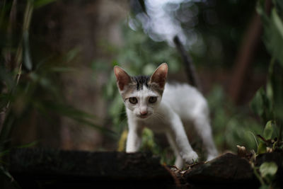 Portrait of cat on kitten outdoors