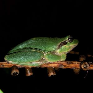 Close-up of frog over black background