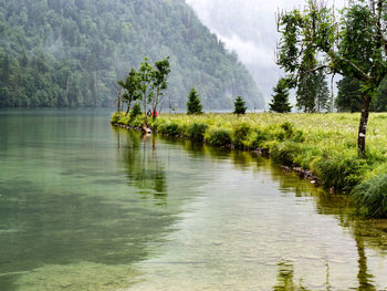 Scenic view of lake in forest