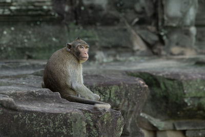 Long-tailed macaque sitting on angkor wat wall