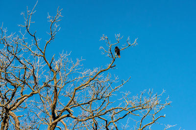 Low angle view of bare tree against clear blue sky
