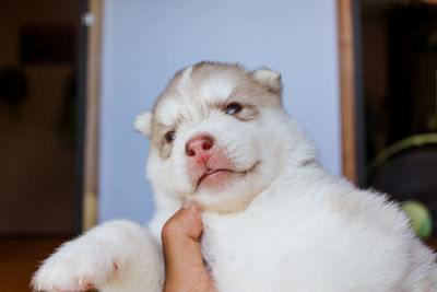 Siberian husky puppy.