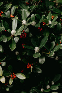 High angle view of flowering plants