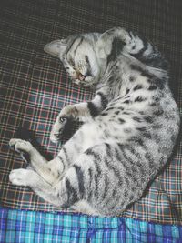 Cat sleeping on sofa