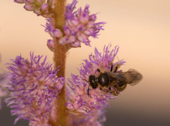 Close-up of bee pollinating on purple flower