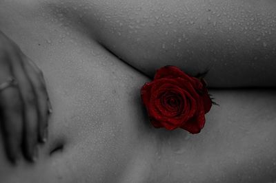 Close-up of rose