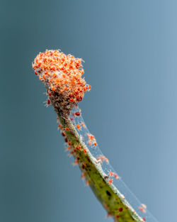 Close-up of red flowering plant against clear sky