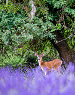 Portrait of cat standing on purple flowering plants