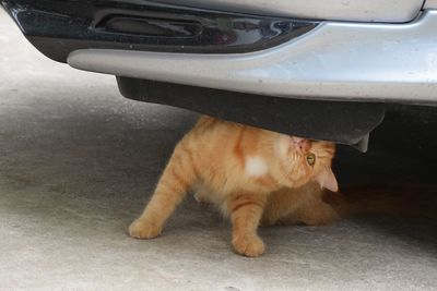 Cat looking at camera car