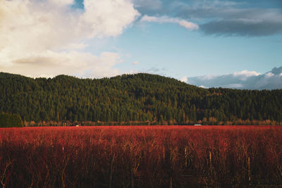 Scenic view of field against sky
