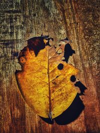 High angle view of leaf on tree trunk